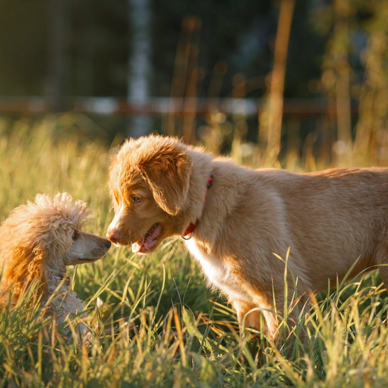 Nova Scotia Duck Tolling Retrievers giving eachother a kiss in a field
