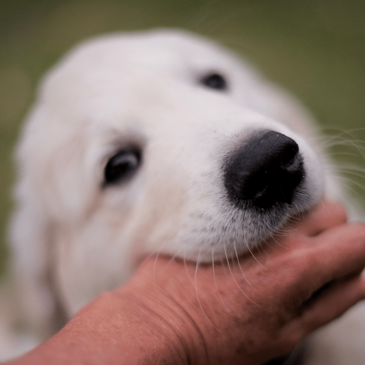 White dog chewing on owners hand