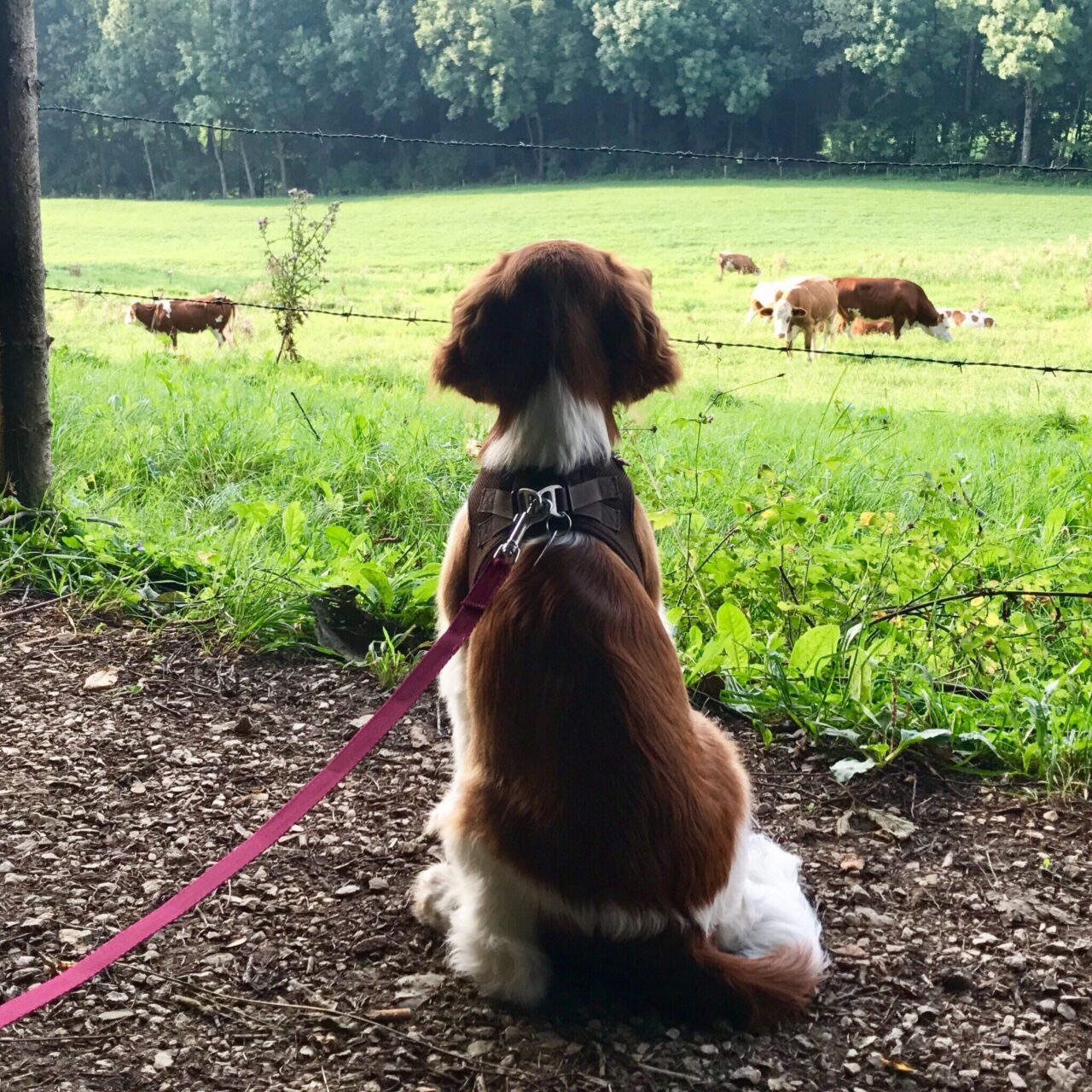 6 Welsh Springer Spaniel sat on lead looking into a field of cows