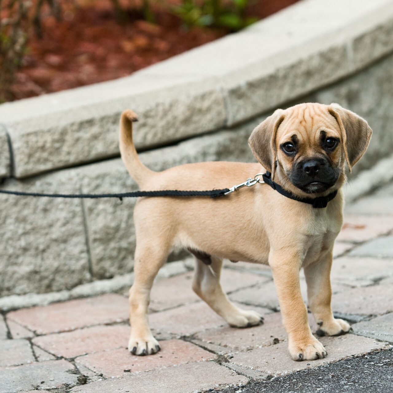 7 Puggle on lead in the street