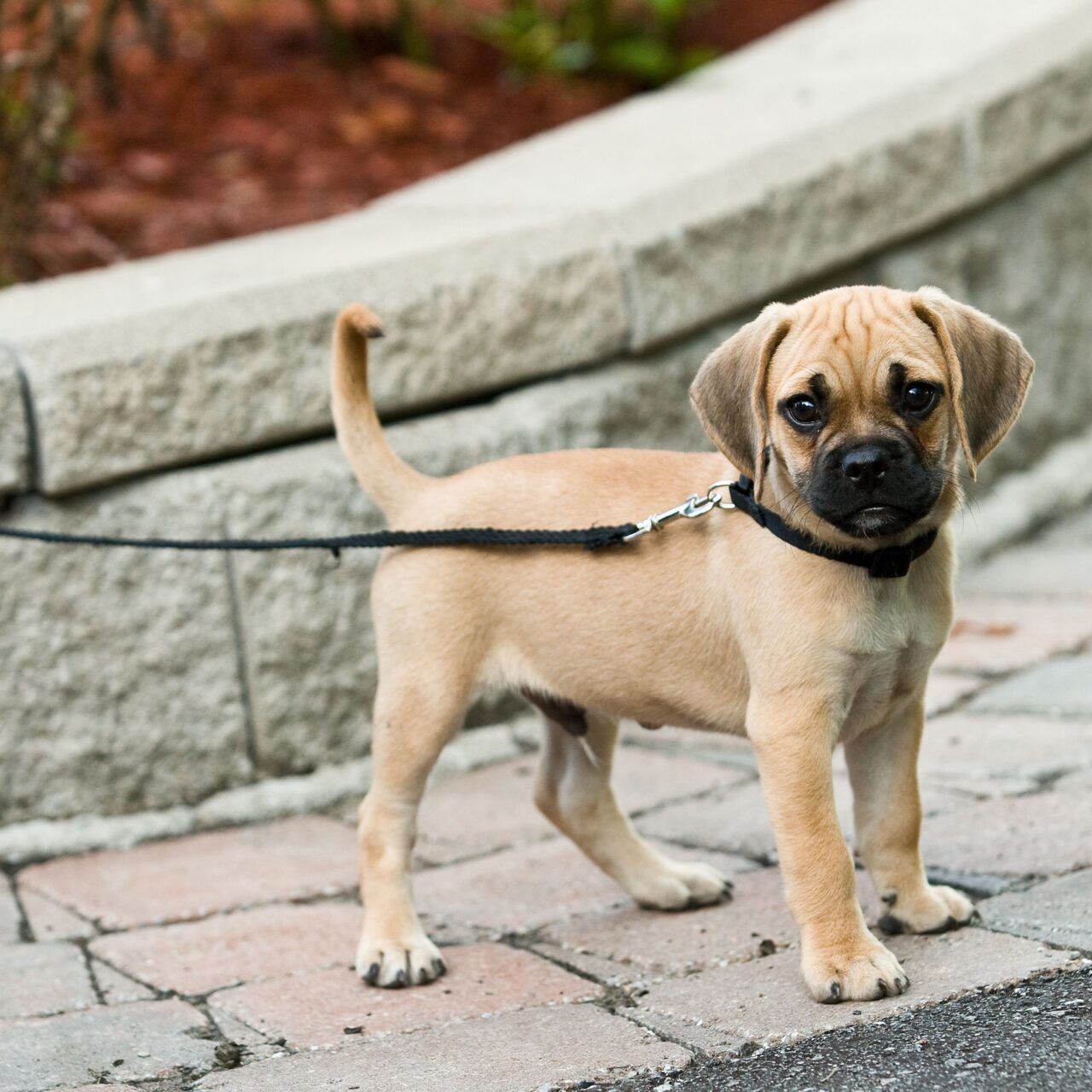 Puggle on lead in the street