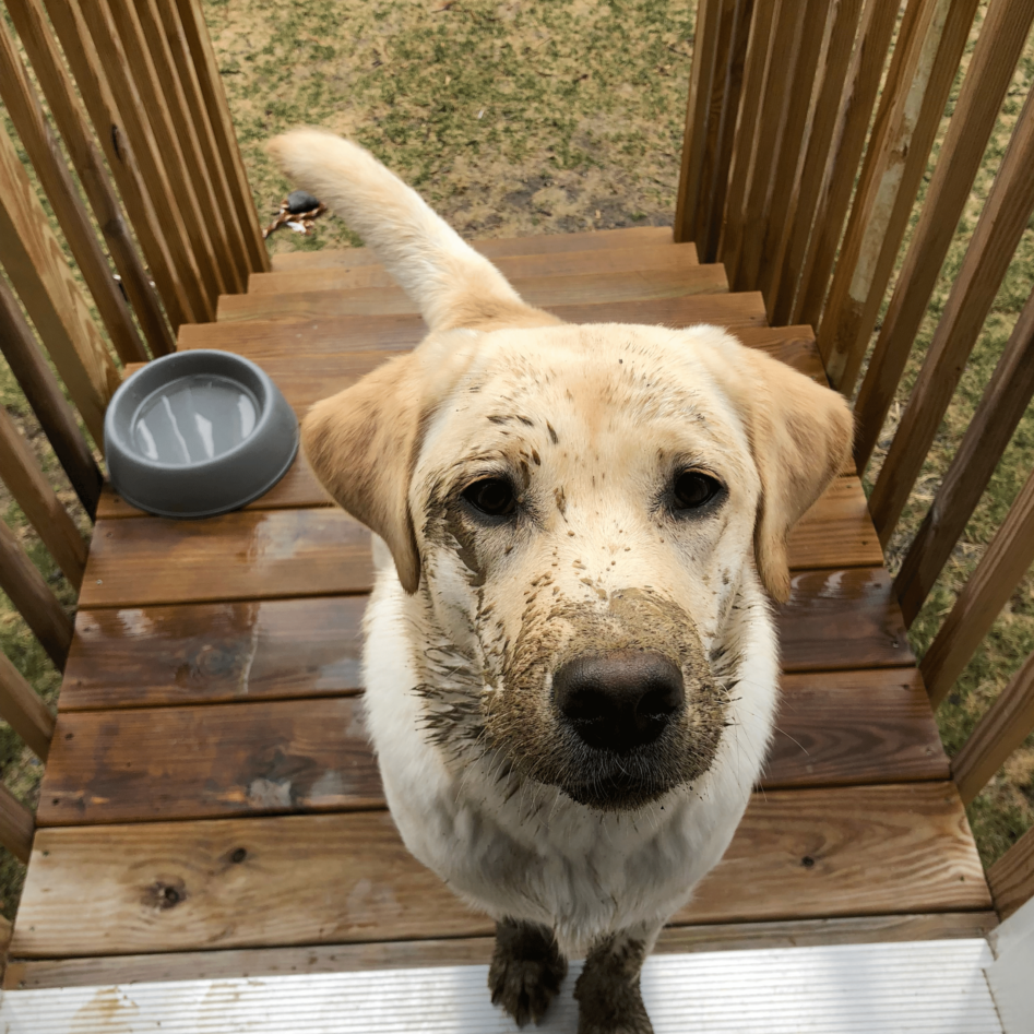 Labrador covered in mud stood on wooden steps