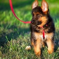 leash training German Sheppard puppy in field on red lead