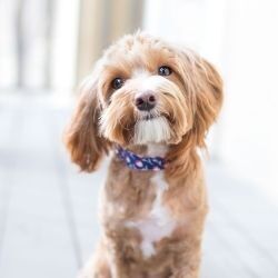 Cockapoo sitting with a collar on looking well behaved and listening to their owner. Looking into camera.