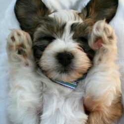 Copy of RK BS (13) Puppy in bed looking cute with its paws up by the side of his face