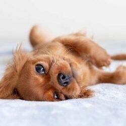 Puppy led on a white fluffy blanket looking into the camera