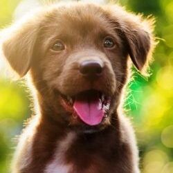 lab puppy at the park