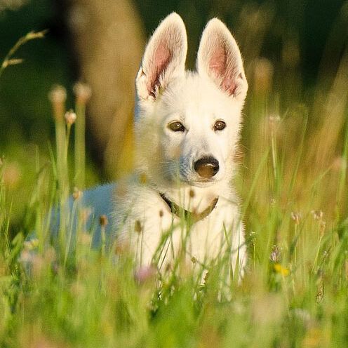 White Swiss Shepherd Dog in a field full of long grass with ears up