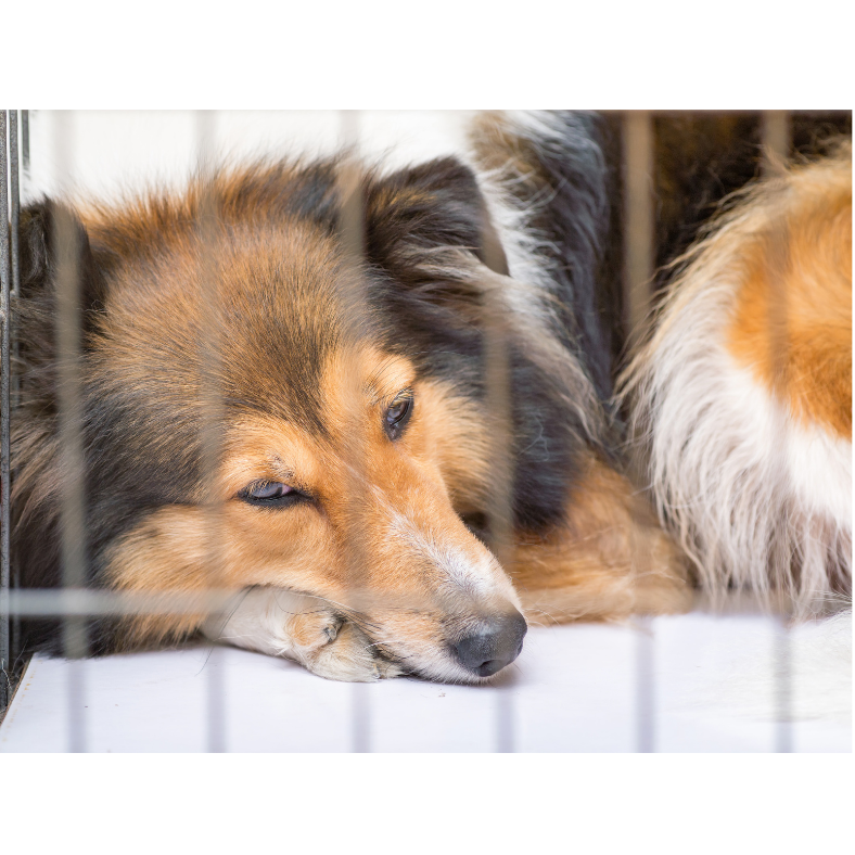 Dog led in a crate looking sleepy