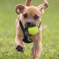 Dog with best on catching a tennis ball while running in a field