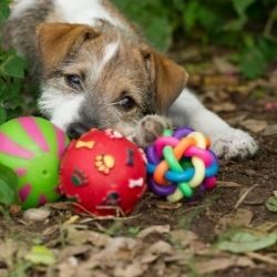 Puppy guarding three plastic dog toys in the woods