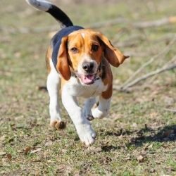 puppy recall Beagle walking in a field