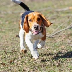 Beagle walking in a field