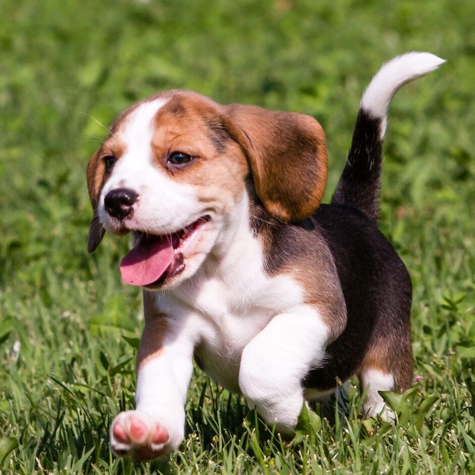 Beagle puppy walking off lead in a field