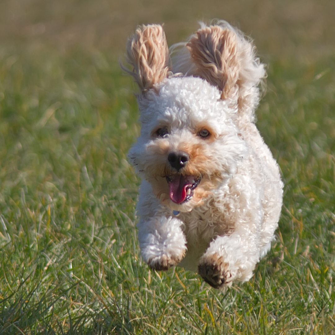 cockapoo-recall-circle Cockapoo recalling