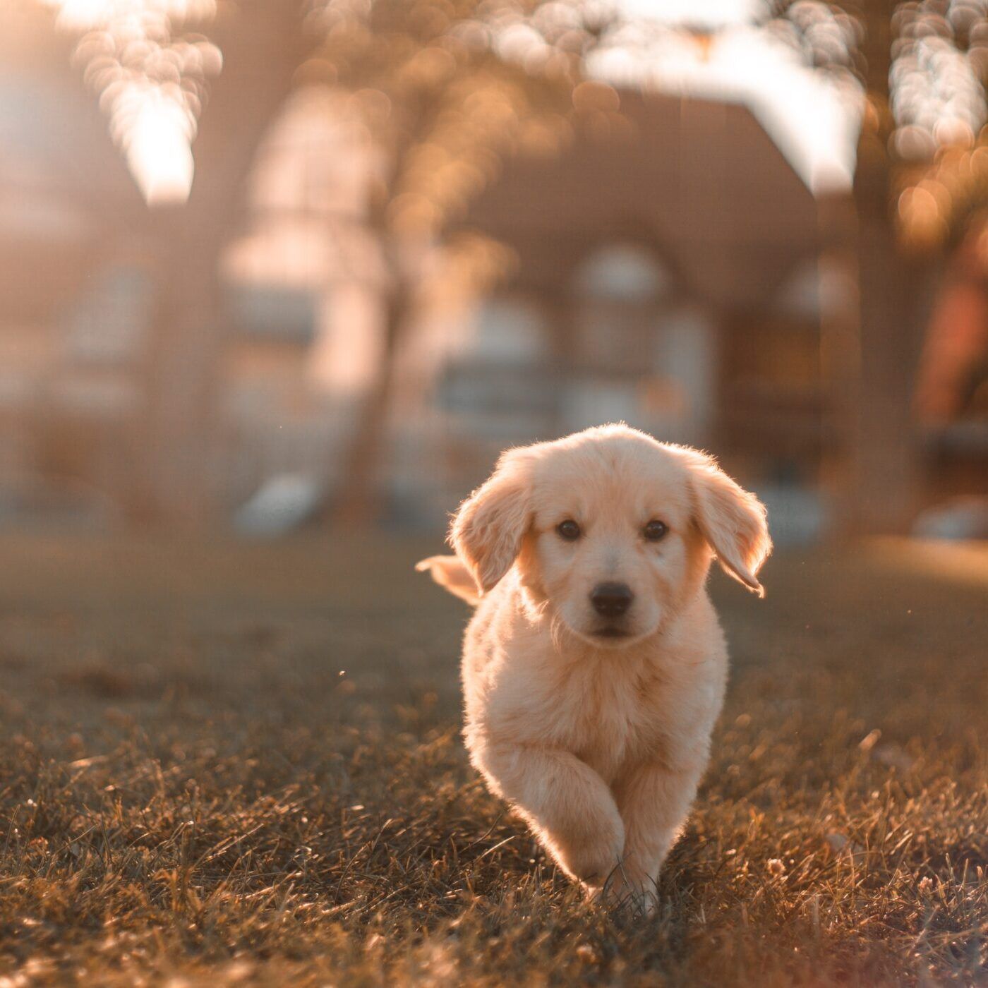 Golden Retriever puppy walking towards the camera in a field at dusk