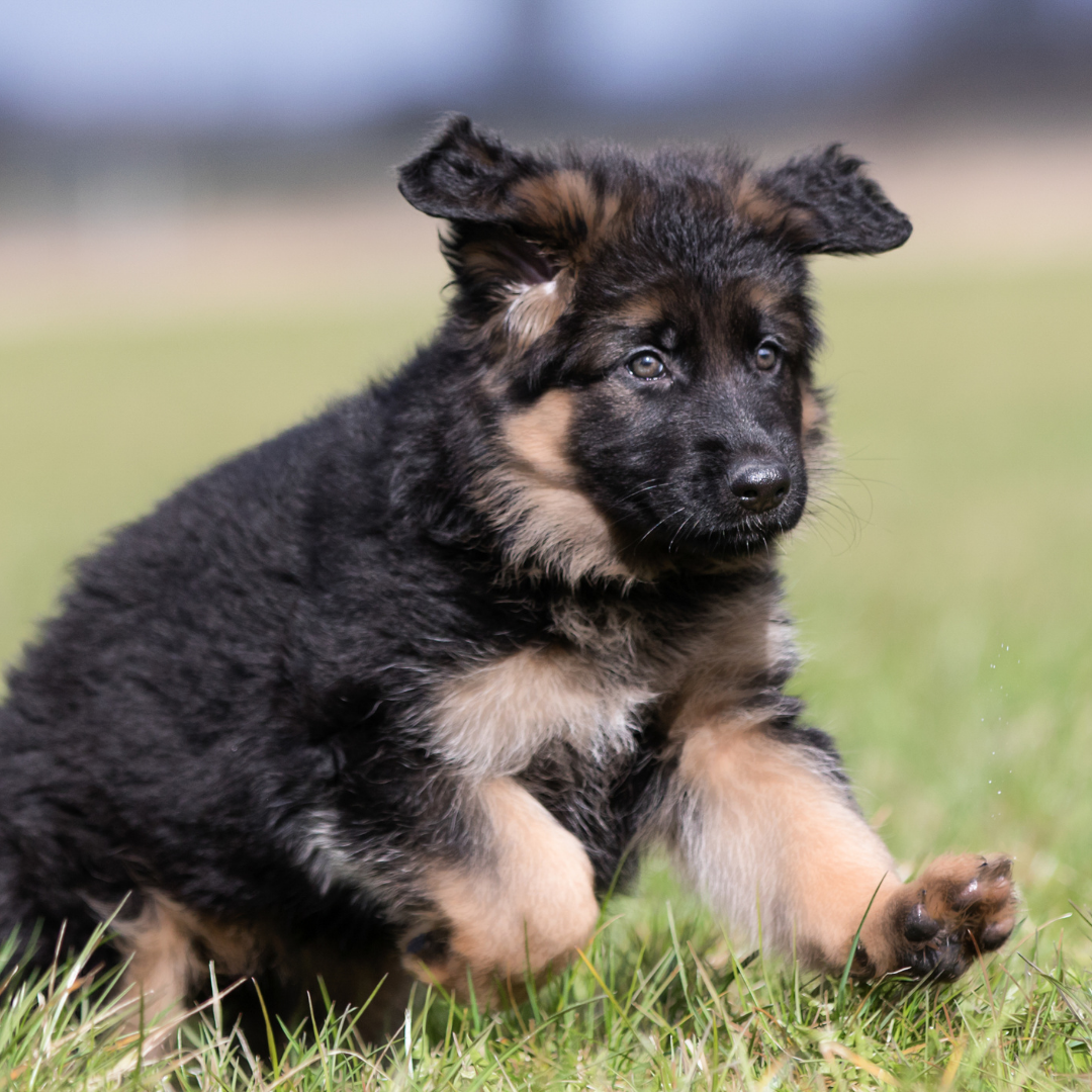 German shepherd dog recalling back to owner in a field