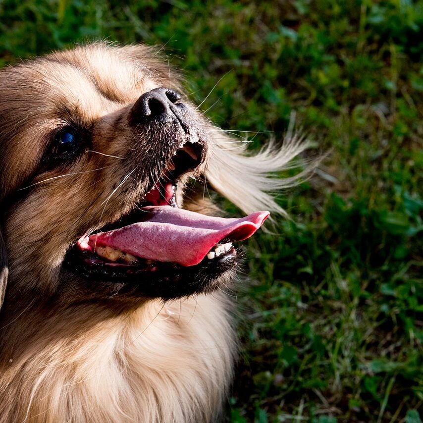 dog-2281452_1280 Tibetan spaniel in field with tongue out and mouth open