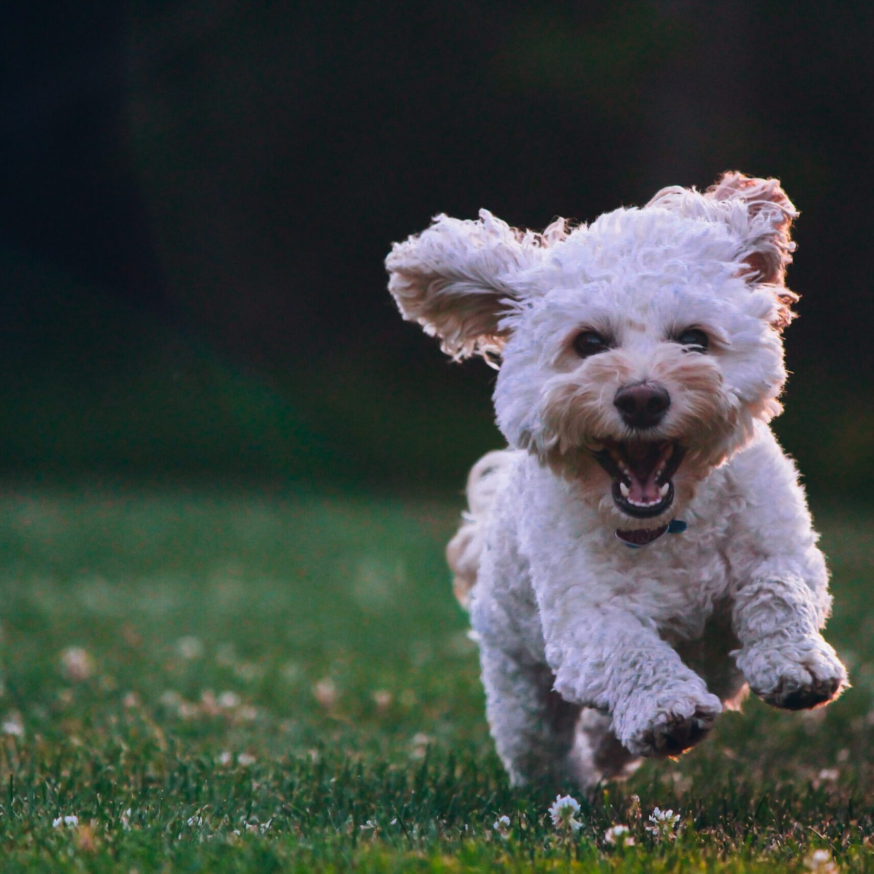 joe-caione-qO-PIF84Vxg-unsplash Cockapoo practising recall