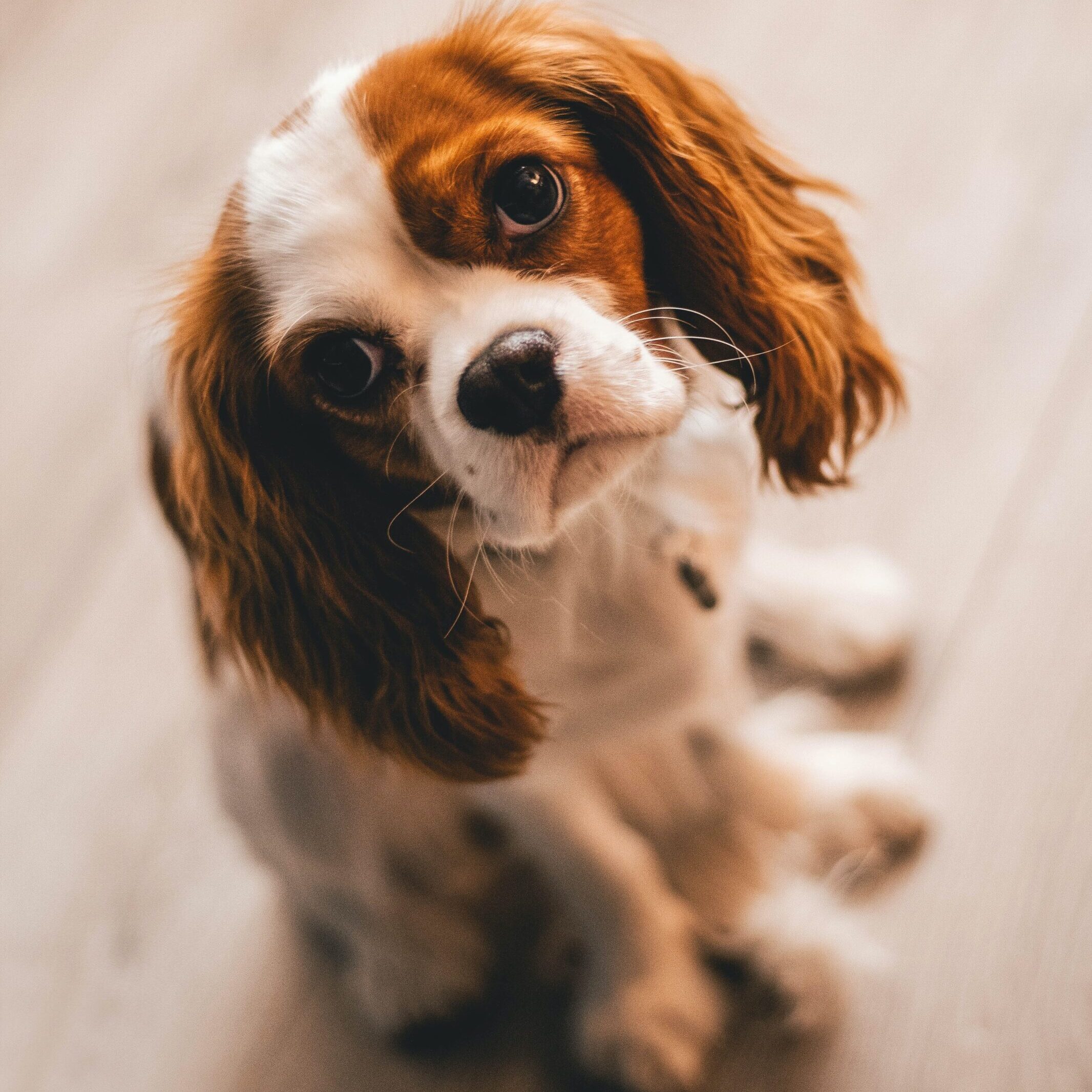 pexels-steshka-willems-1390361 Cavalier King Charles Spaniel