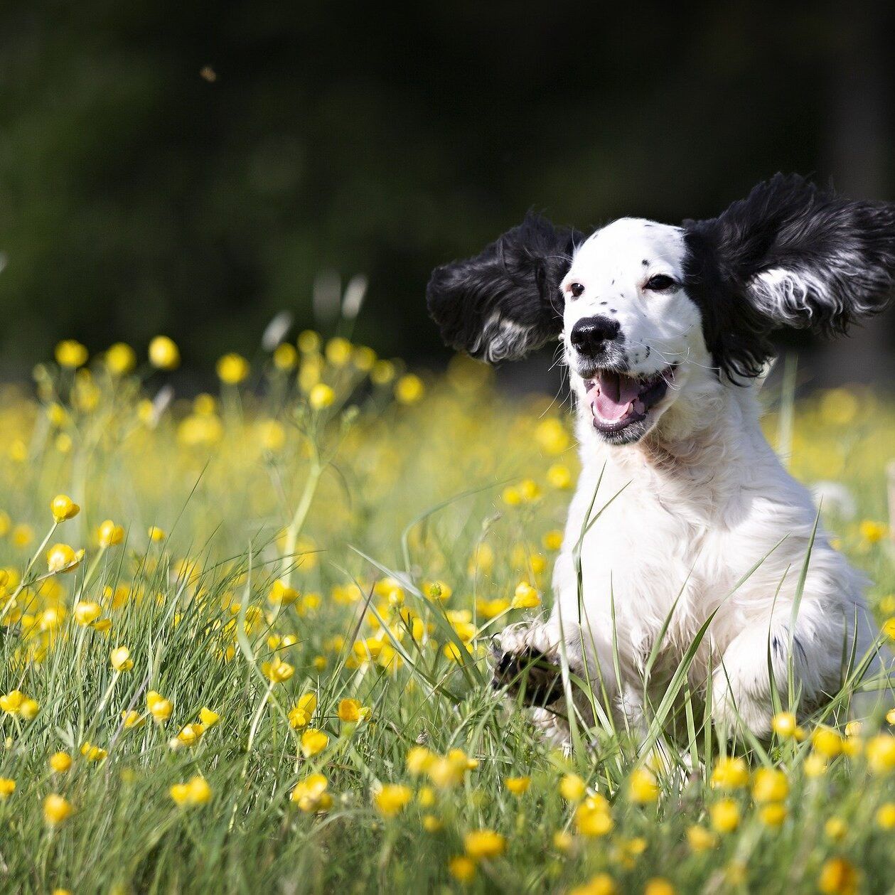 English Setter recall training in a field