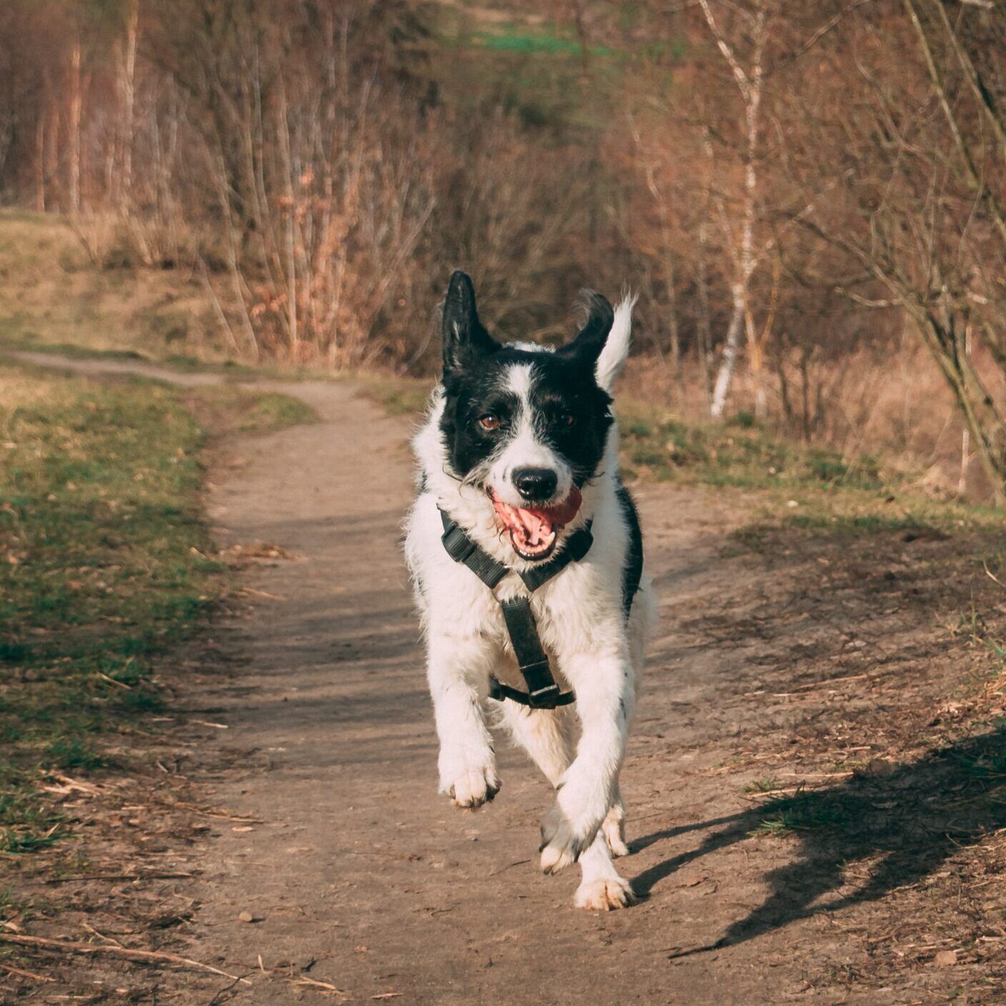 Speedy dog recall example of a dog running along a woodland path