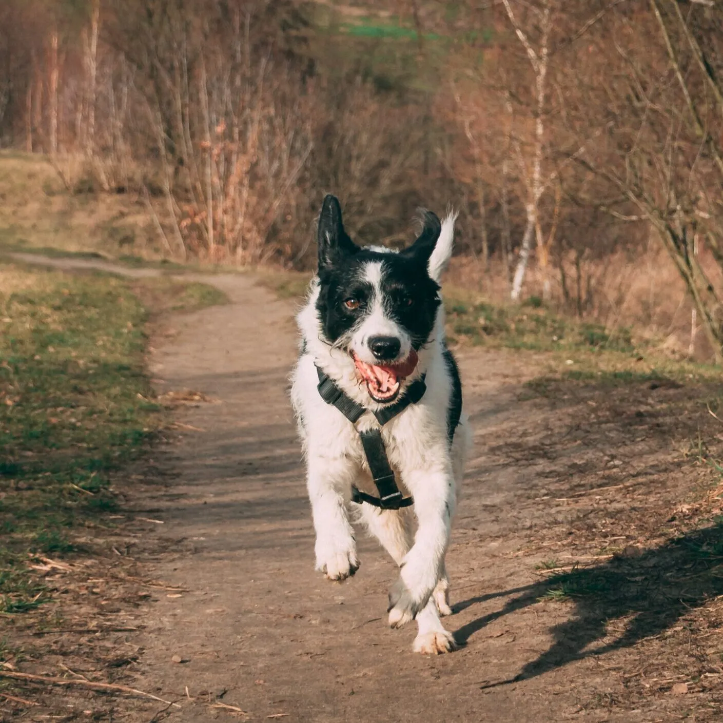 raquel-garcia-5CwzyUTKuUo-unsplash Speedy dog recall example of a dog running along a woodland path