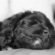 sleepy cockapoo sleepy cockapoo